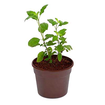 "Guntur Kodi Kura (Vivaha Bhojanambu) - Click here to View more details about this Product